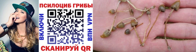 Псилоцибиновые грибы MAGIC MUSHROOMS  маркетплейс наркотические препараты  Дербент 